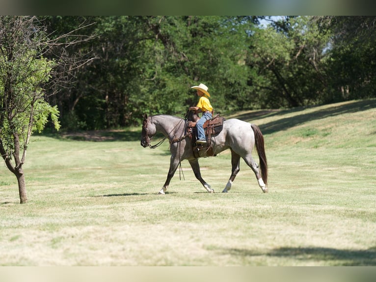 American Quarter Horse Castrone 7 Anni 157 cm Roano rosso in Canyon TX