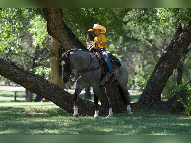 American Quarter Horse Castrone 7 Anni 157 cm Roano rosso in Canyon TX