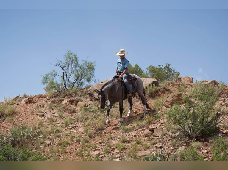 American Quarter Horse Castrone 7 Anni 157 cm Roano rosso in Canyon TX