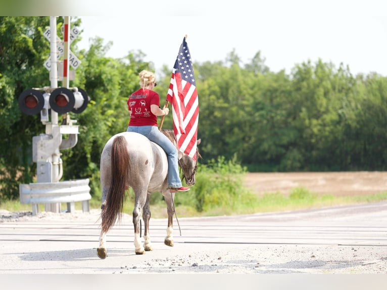 American Quarter Horse Castrone 7 Anni 157 cm Roano rosso in Marshall