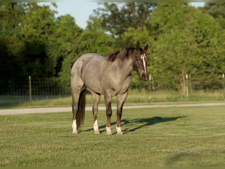 American Quarter Horse Castrone 7 Anni 157 cm Roano rosso in Marshall