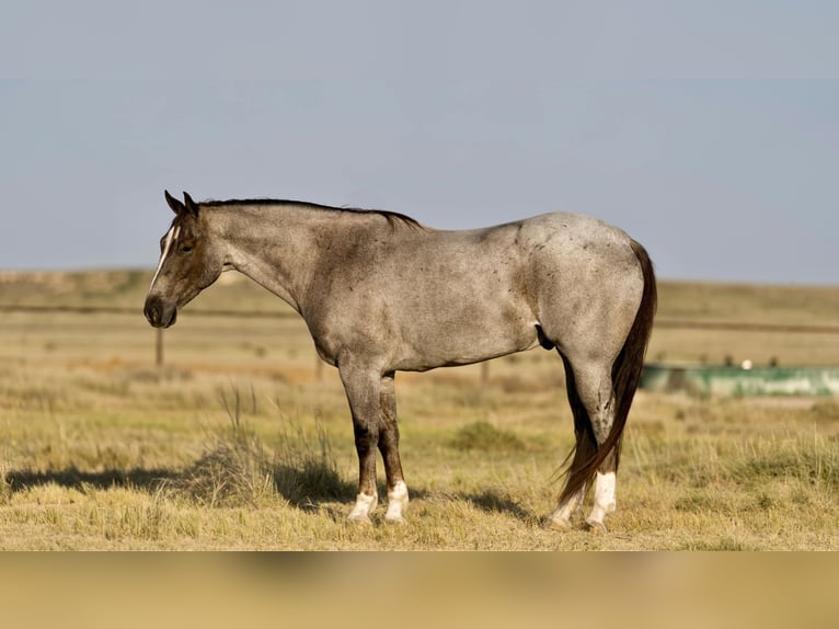 American Quarter Horse Castrone 7 Anni 157 cm Roano rosso in Marshall