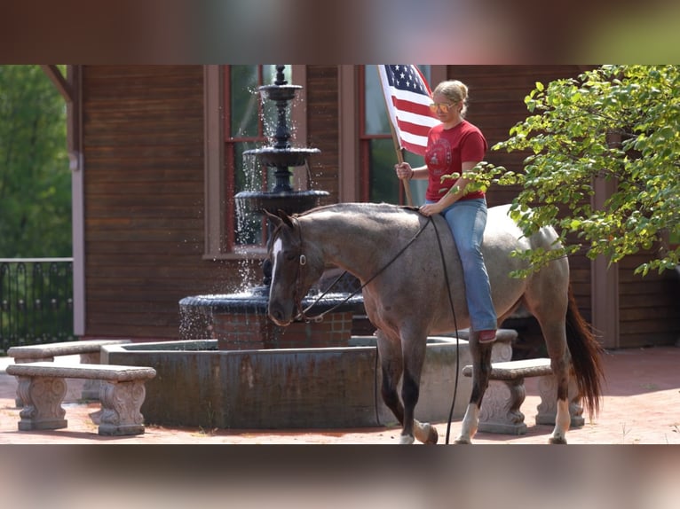 American Quarter Horse Castrone 7 Anni 157 cm Roano rosso in Marshall