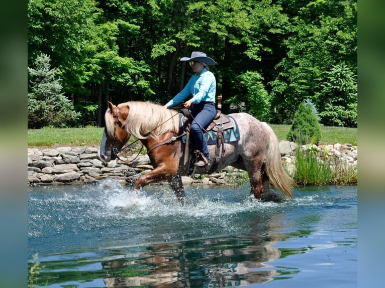 American Quarter Horse Castrone 7 Anni 157 cm Sauro ciliegia in Dallas PA