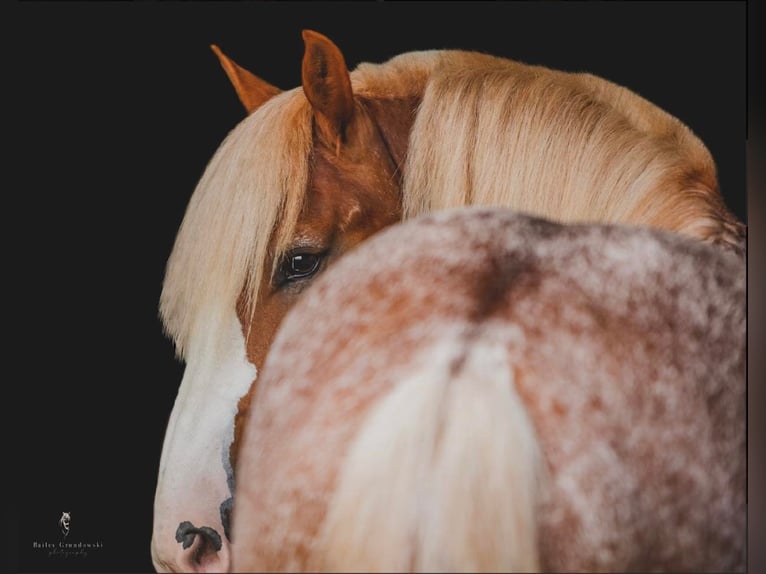 American Quarter Horse Castrone 7 Anni 157 cm Sauro ciliegia in Dallas PA