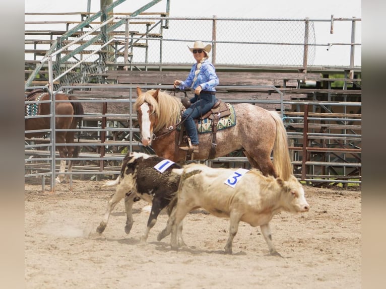 American Quarter Horse Castrone 7 Anni 157 cm Sauro ciliegia in Dallas PA