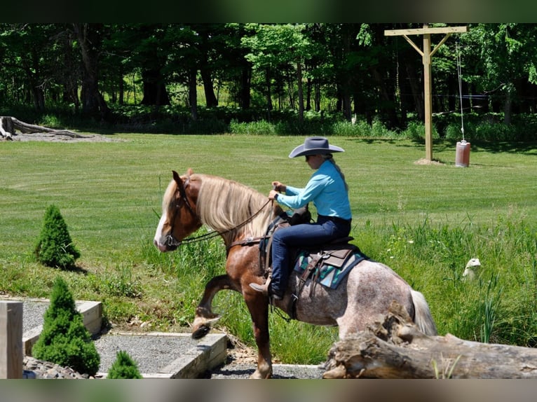 American Quarter Horse Castrone 7 Anni 157 cm Sauro ciliegia in Dallas PA