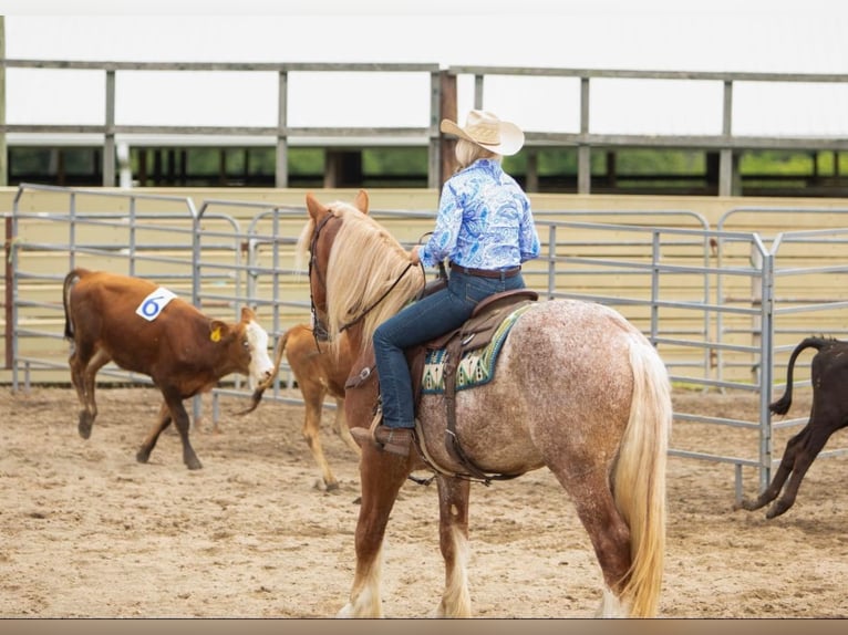 American Quarter Horse Castrone 7 Anni 157 cm Sauro ciliegia in Dallas PA