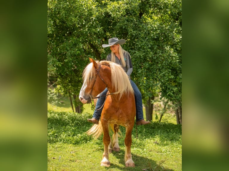 American Quarter Horse Castrone 7 Anni 157 cm Sauro ciliegia in Dallas PA