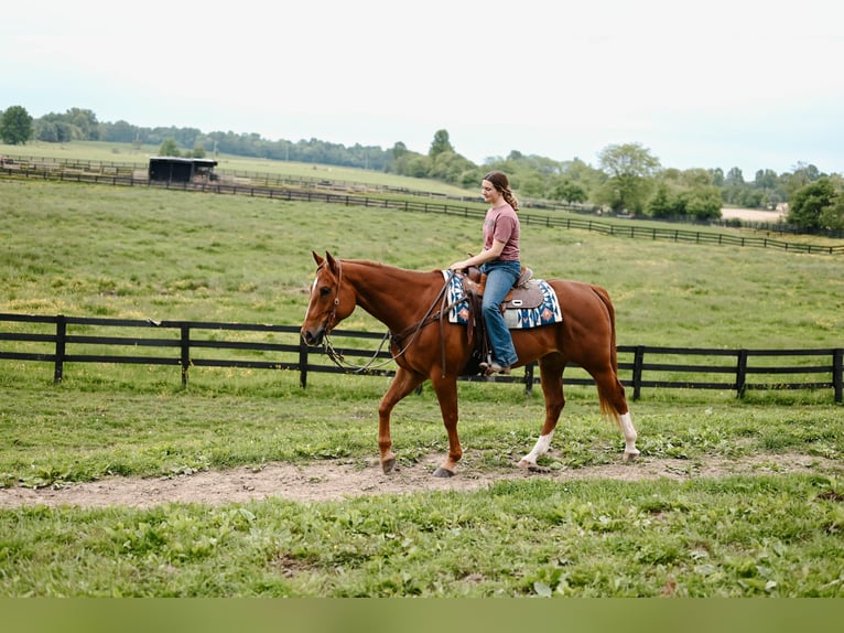 American Quarter Horse Castrone 7 Anni 157 cm Sauro ciliegia in Dalton