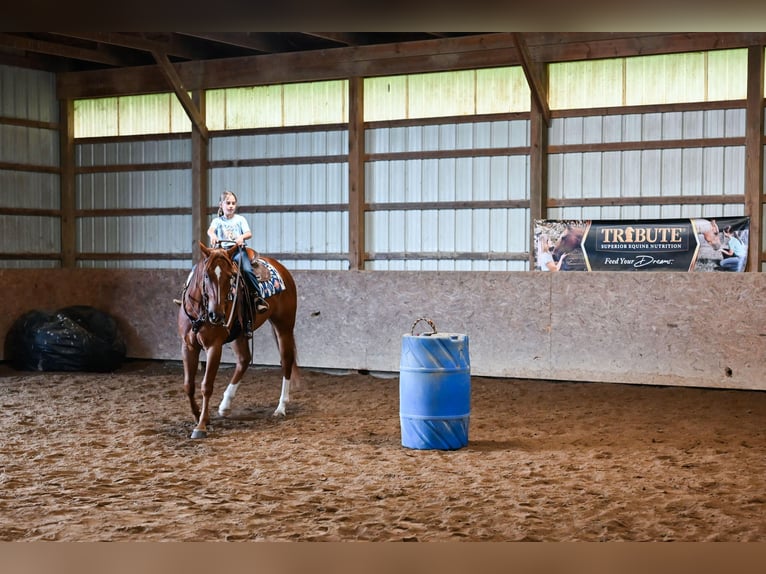 American Quarter Horse Castrone 7 Anni 157 cm Sauro ciliegia in Dalton