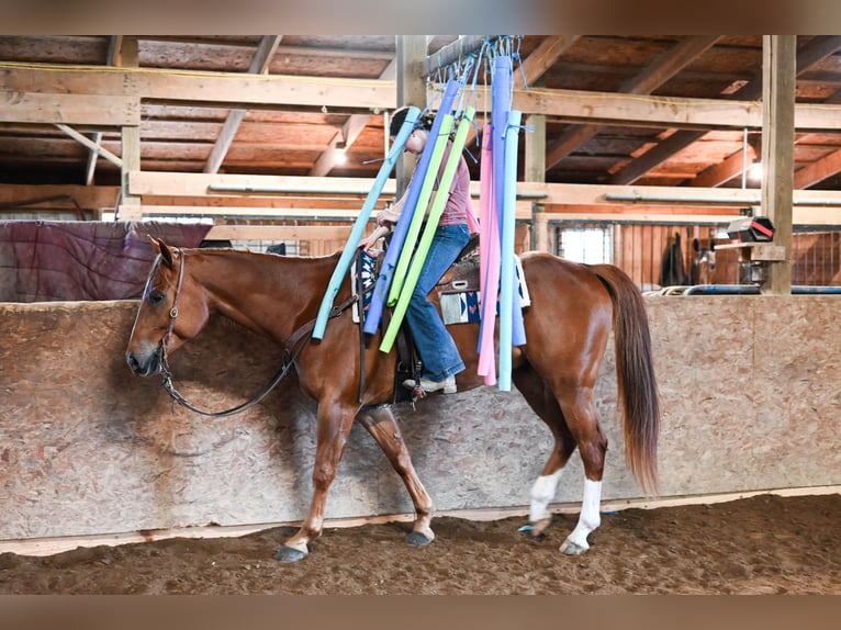 American Quarter Horse Castrone 7 Anni 157 cm Sauro ciliegia in Dalton