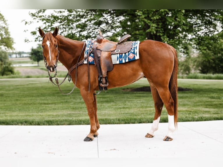 American Quarter Horse Castrone 7 Anni 157 cm Sauro ciliegia in Dalton