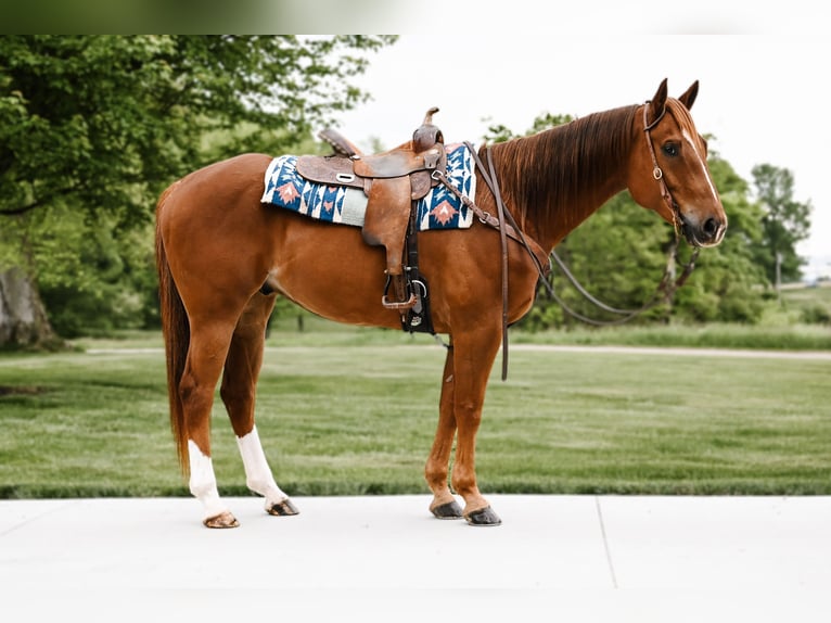 American Quarter Horse Castrone 7 Anni 157 cm Sauro ciliegia in Dalton