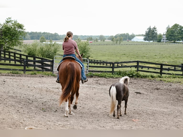 American Quarter Horse Castrone 7 Anni 157 cm Sauro ciliegia in Dalton