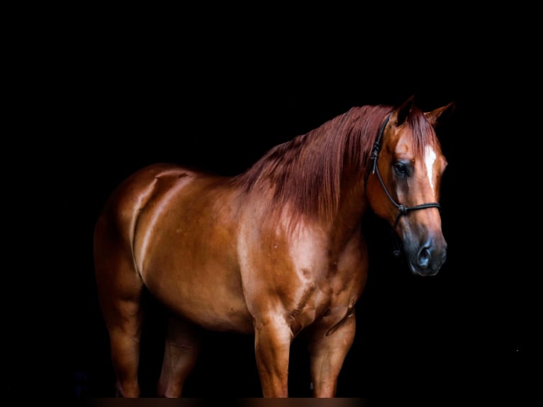 American Quarter Horse Castrone 7 Anni 157 cm Sauro ciliegia in Nevis, MN