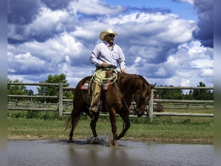 American Quarter Horse Castrone 7 Anni 157 cm Sauro ciliegia in Nevis, MN