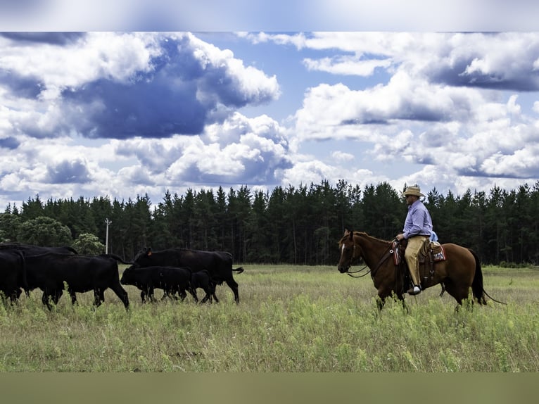 American Quarter Horse Castrone 7 Anni 157 cm Sauro ciliegia in Nevis, MN