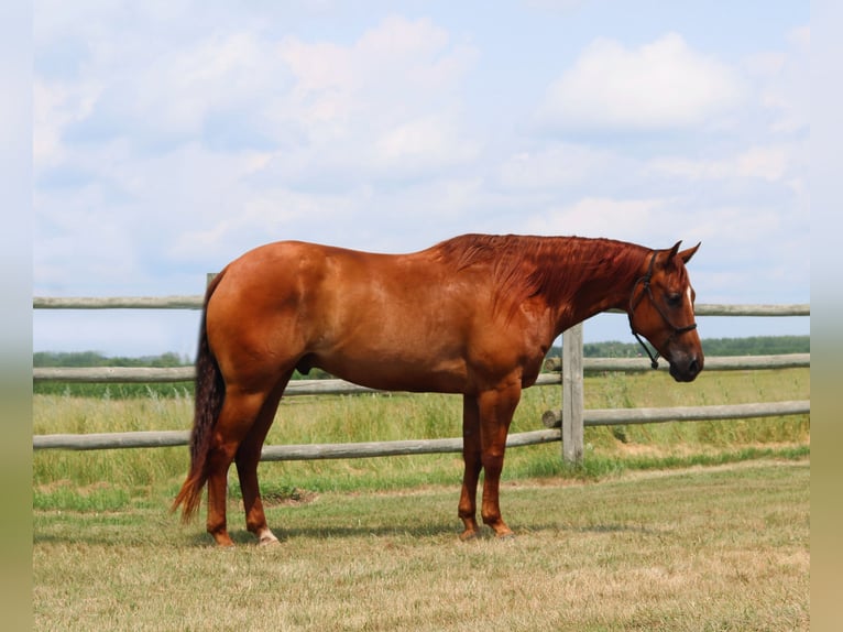 American Quarter Horse Castrone 7 Anni 157 cm Sauro ciliegia in Nevis, MN