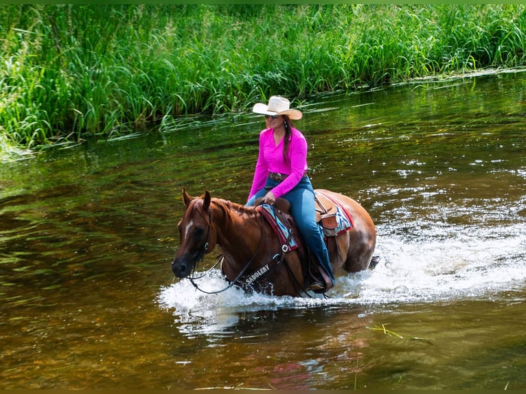 American Quarter Horse Castrone 7 Anni 157 cm Sauro ciliegia in Nevis, MN