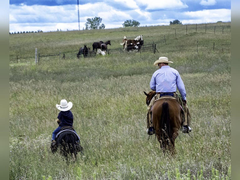 American Quarter Horse Castrone 7 Anni 157 cm Sauro ciliegia in Nevis, MN