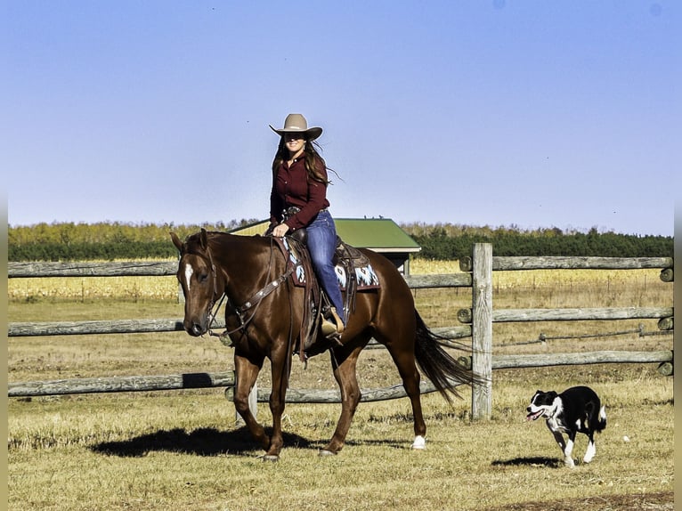 American Quarter Horse Castrone 7 Anni 157 cm Sauro ciliegia in Nevis, MN