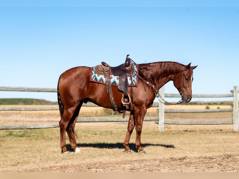 American Quarter Horse Castrone 7 Anni 157 cm Sauro ciliegia in Nevis, MN