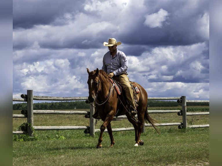 American Quarter Horse Castrone 7 Anni 157 cm Sauro ciliegia in Nevis, MN