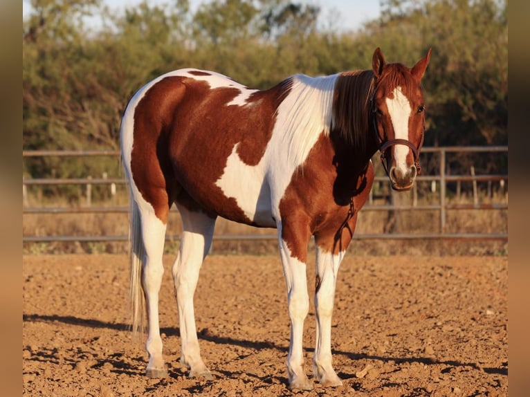 American Quarter Horse Castrone 7 Anni 157 cm Tobiano-tutti i colori in Breckenridge TX