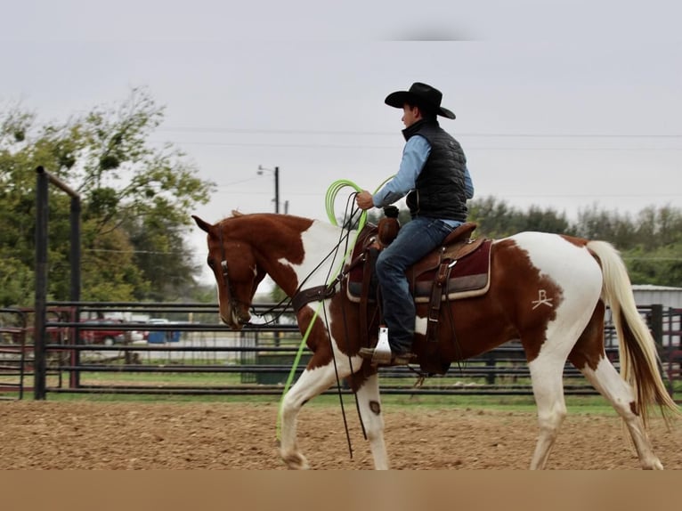 American Quarter Horse Castrone 7 Anni 157 cm Tobiano-tutti i colori in Breckenridge TX