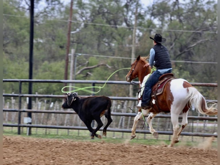 American Quarter Horse Castrone 7 Anni 157 cm Tobiano-tutti i colori in Breckenridge TX