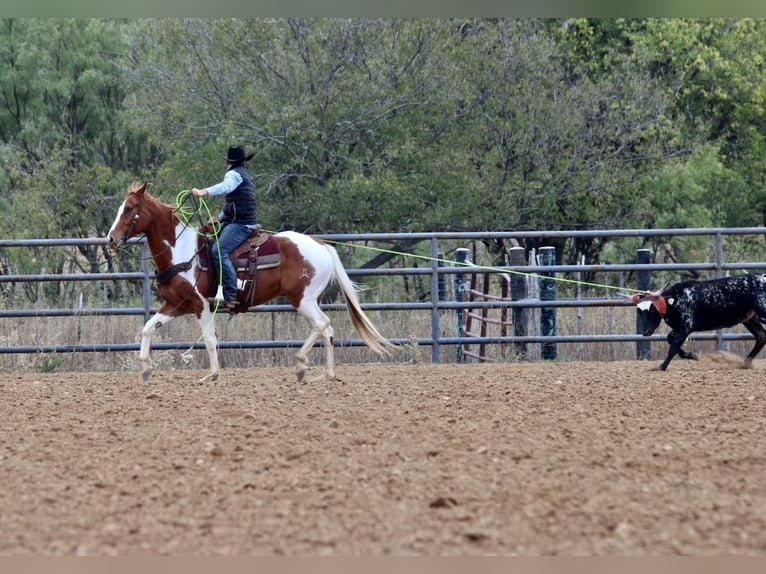 American Quarter Horse Castrone 7 Anni 157 cm Tobiano-tutti i colori in Breckenridge TX