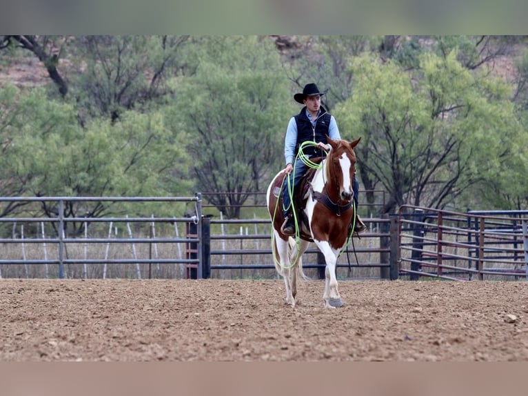 American Quarter Horse Castrone 7 Anni 157 cm Tobiano-tutti i colori in Breckenridge TX