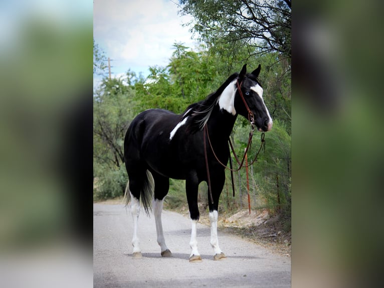 American Quarter Horse Castrone 7 Anni 157 cm Tobiano-tutti i colori in Camp Verde AZ