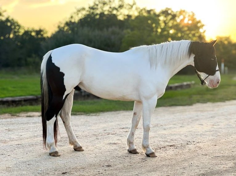 American Quarter Horse Castrone 7 Anni 157 cm Tobiano-tutti i colori in Stephenville TX