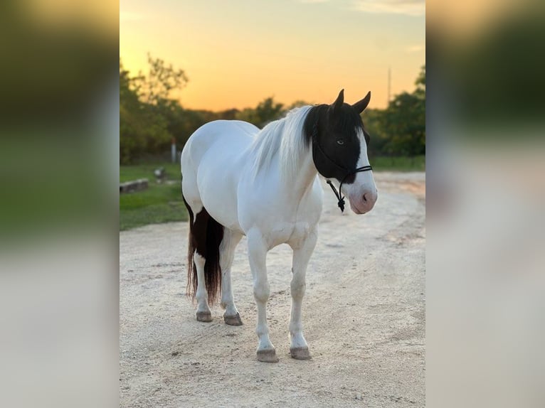 American Quarter Horse Castrone 7 Anni 157 cm Tobiano-tutti i colori in Stephenville TX