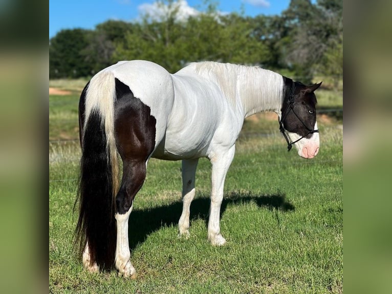 American Quarter Horse Castrone 7 Anni 157 cm Tobiano-tutti i colori in Stephenville TX