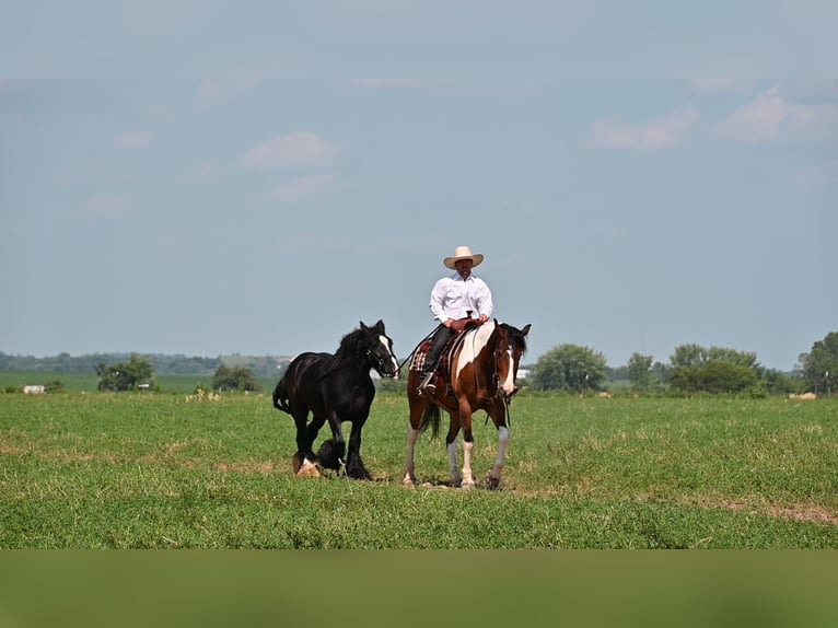 American Quarter Horse Castrone 7 Anni 157 cm Tobiano-tutti i colori in Fairbank IA