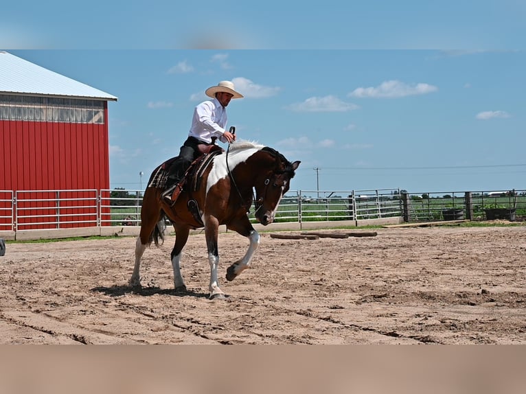 American Quarter Horse Castrone 7 Anni 157 cm Tobiano-tutti i colori in Fairbank IA