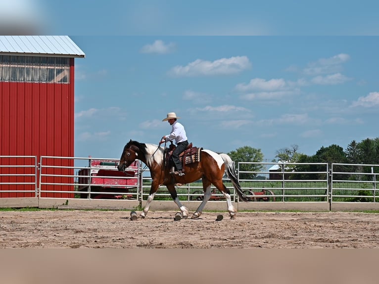 American Quarter Horse Castrone 7 Anni 157 cm Tobiano-tutti i colori in Fairbank IA