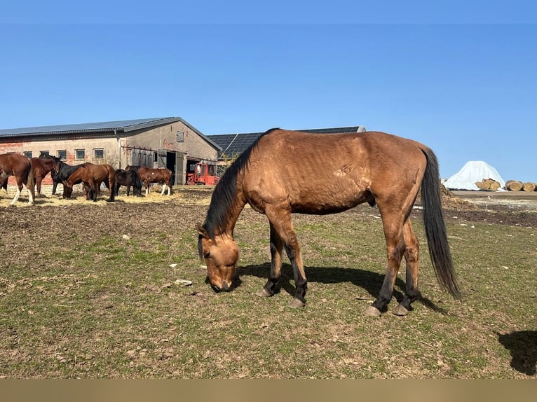 American Quarter Horse Mix Castrone 7 Anni 158 cm Baio in Kaltohmfeld