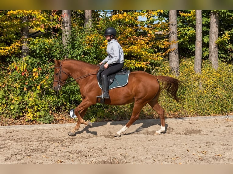 American Quarter Horse Castrone 7 Anni 158 cm Sauro in Davidschlag