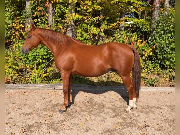 American Quarter Horse Castrone 7 Anni 158 cm Sauro in Davidschlag