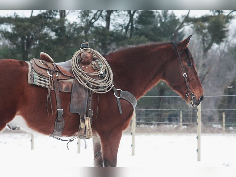 American Quarter Horse Castrone 7 Anni 160 cm Baio ciliegia in North Judson IN
