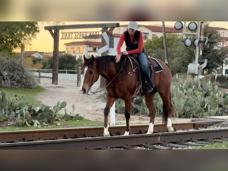 American Quarter Horse Castrone 7 Anni 160 cm Baio ciliegia in Weatherford TX