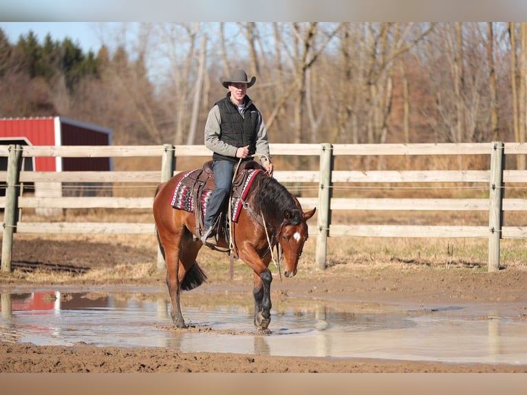 American Quarter Horse Castrone 7 Anni 160 cm Baio ciliegia in Saginaw