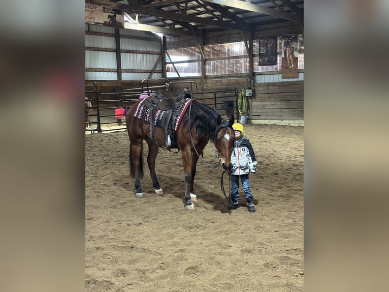 American Quarter Horse Castrone 7 Anni 160 cm Baio ciliegia in Saginaw