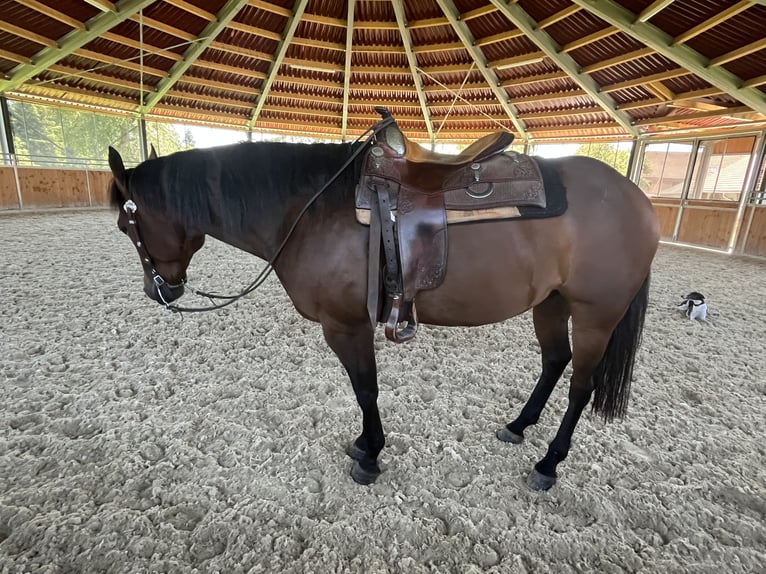 American Quarter Horse Castrone 7 Anni 160 cm Baio in Winklpoint