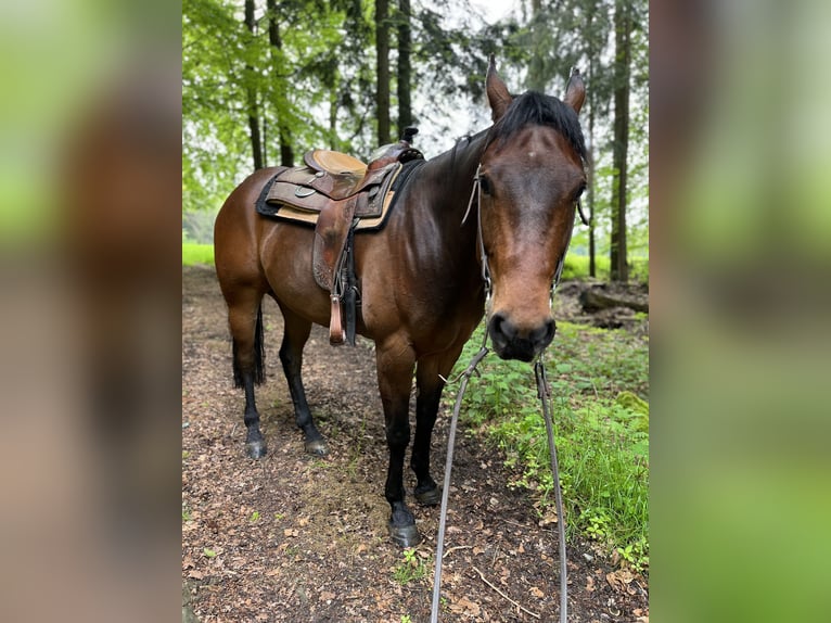 American Quarter Horse Castrone 7 Anni 160 cm Baio in Winklpoint