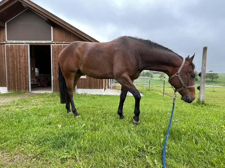 American Quarter Horse Castrone 7 Anni 160 cm Baio in Winklpoint